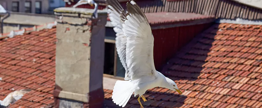 Residential Chimney Animal Removal Solution in Menifee, CA